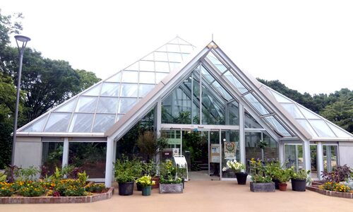 グリーンライブトップ